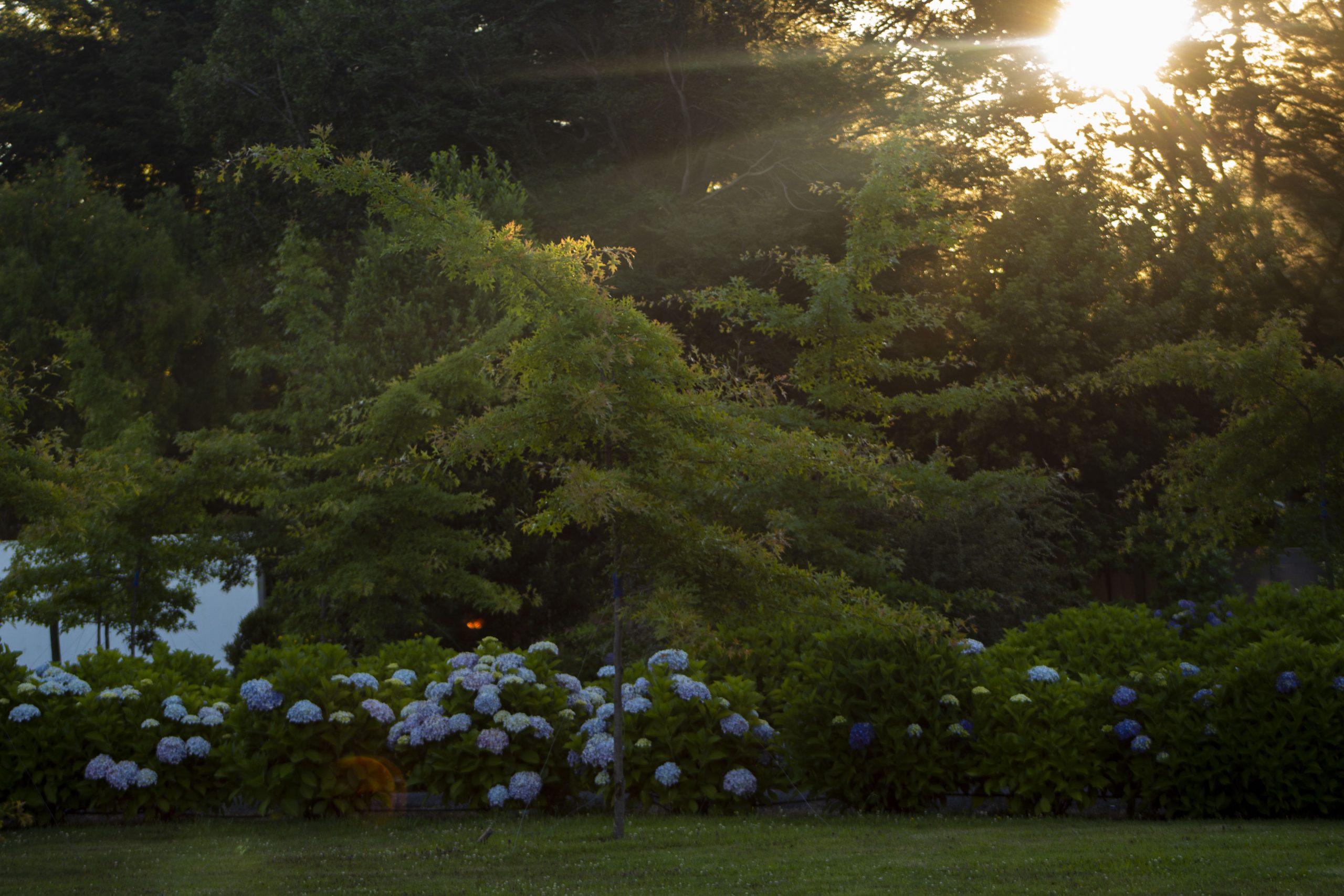 green park_18